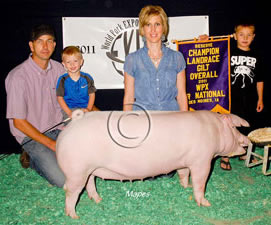 Landrace Gilts